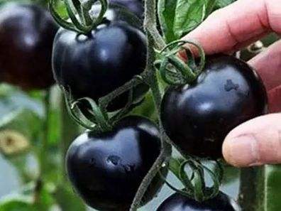 快看！蘭州新區(qū)高優(yōu)新特圣女果“黑羅漢”成熟待摘