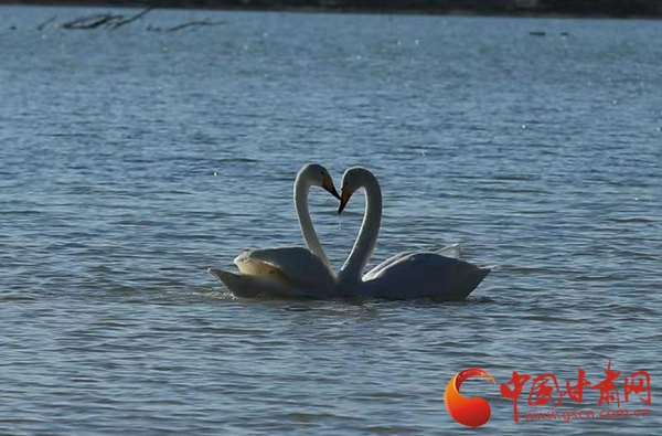 蘭州大學發(fā)起“甘肅越冬大天鵝同步調查”