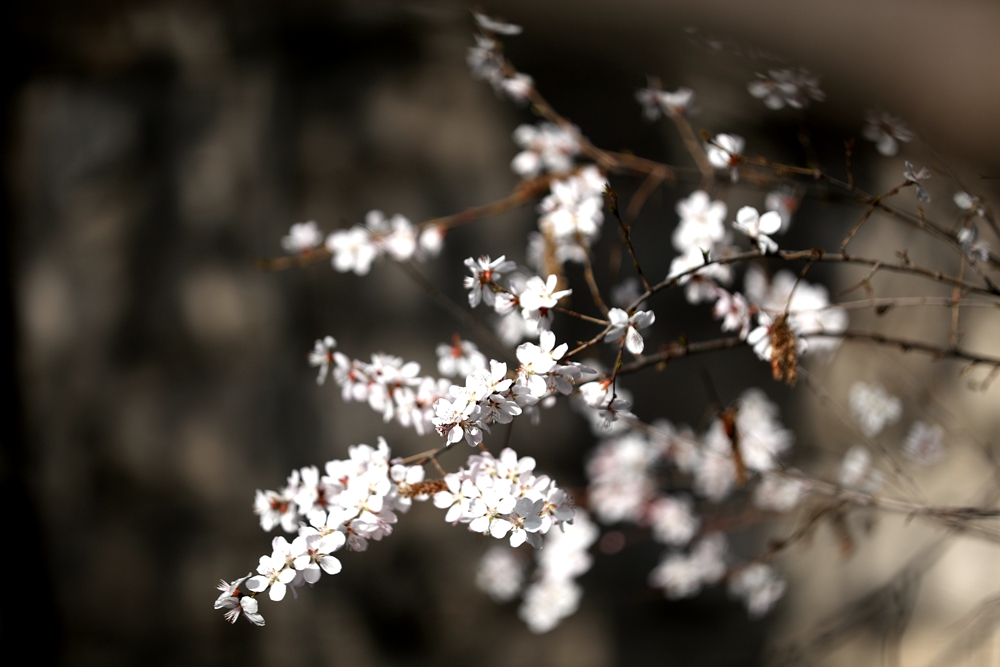 海報|花開隴原，甘肅這些景區(qū)正在復蘇！