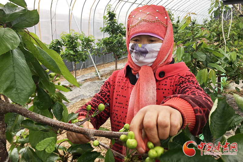 【甘肅省決戰(zhàn)決勝脫貧攻堅】天水張家川：設施農(nóng)業(yè)助村民就地增收致富（圖）