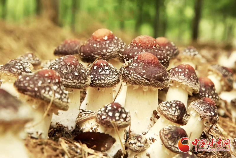 【甘肅省決戰(zhàn)決勝脫貧攻堅】和政縣：打造赤松茸種植基地 助力群眾脫貧致富（圖）