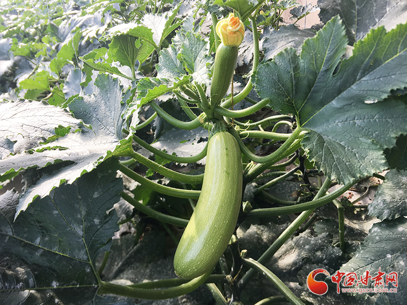 【甘肅省決戰(zhàn)決勝脫貧攻堅】臨夏縣產業(yè)幫扶新路：現(xiàn)代農業(yè)與脫貧攻堅“同頻共振”