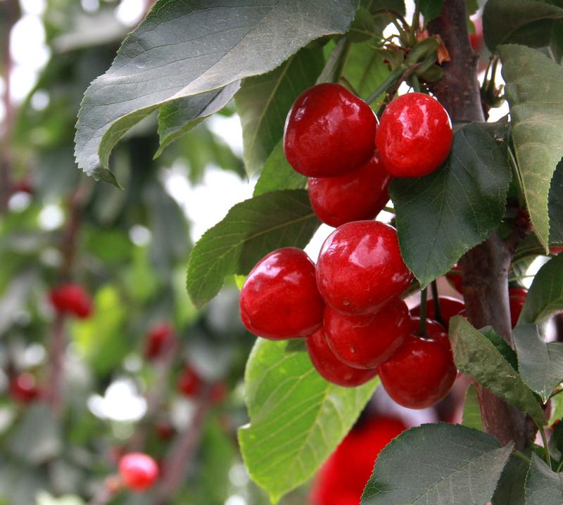 趕緊約起來！民勤紅旗谷櫻桃采摘園開園啦！