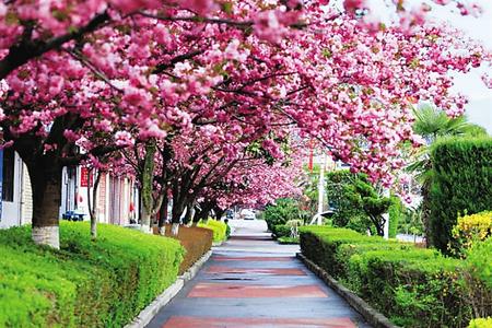 【印象隴原】去兩當(dāng)，與櫻花赴約