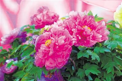 五一游甘肅丨國(guó)色臨夏 天香河州