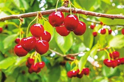 五一游甘肅丨紅了！景泰沙漠櫻桃等你來(lái)摘