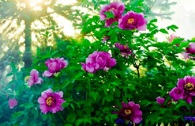 【“甘味”故事】“百花王”駕到！國色傾城正當(dāng)時(shí)