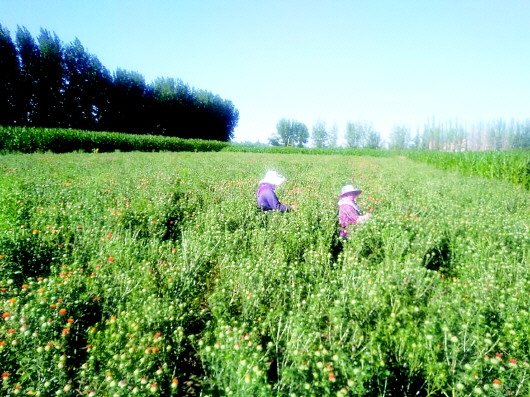 打造經(jīng)濟發(fā)展新引擎——平川區(qū)以項目建設引領城市高質(zhì)量發(fā)展