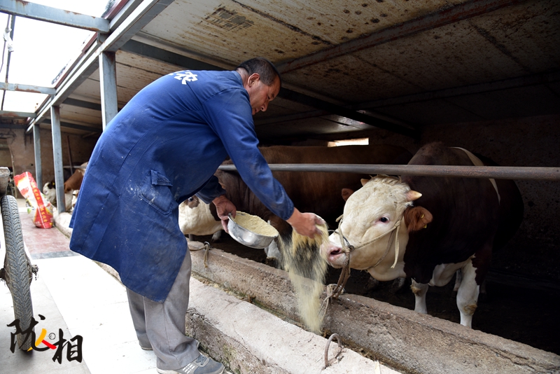 【隴人相】脫貧路上的實干家——“?！比笋R占清