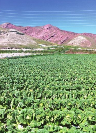 “兩園三區(qū)”助推城關(guān)區(qū)美麗鄉(xiāng)村建設(shè)伏龍坪的高原夏菜熟了