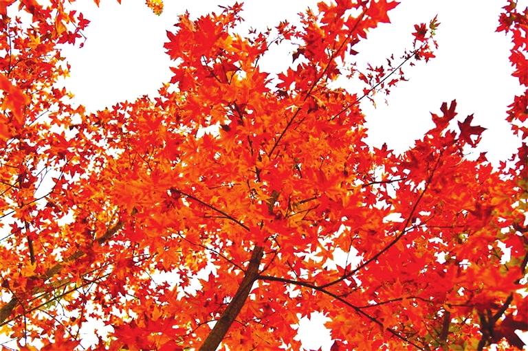 出彩啦！蘭州高校秋景驚艷來(lái)襲，快到秋日調(diào)色盤里pick你的母校