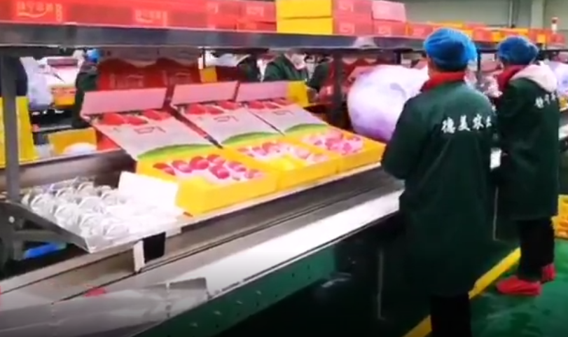 【獨(dú)家視頻】快訊丨甘肅省委副書(shū)記、代省長(zhǎng)任振鶴在靜寧縣調(diào)研蘋(píng)果產(chǎn)業(yè)發(fā)展