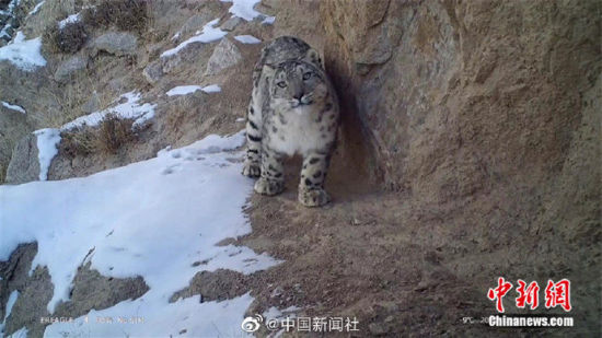 精靈漫步！甘肅阿克塞祁連山深處現(xiàn)雪豹身影