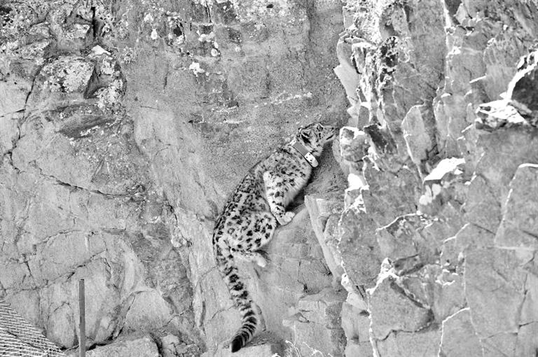 首例！肅北鹽池灣保護(hù)區(qū)一只雪豹被戴上定位項圈