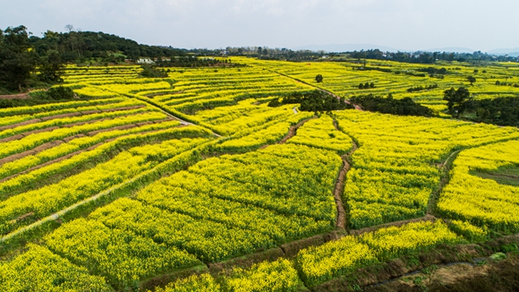 千余畝油菜花盛開。廖濤 攝