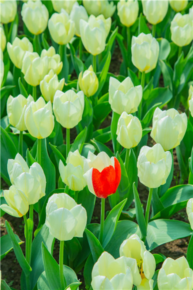 花叢中，別具一格。羅云希 攝