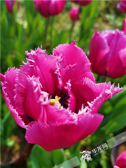 特色郁金香品種，花邊呈鋸齒狀。華龍網(wǎng)—新重慶客戶端記者 舒婷 攝