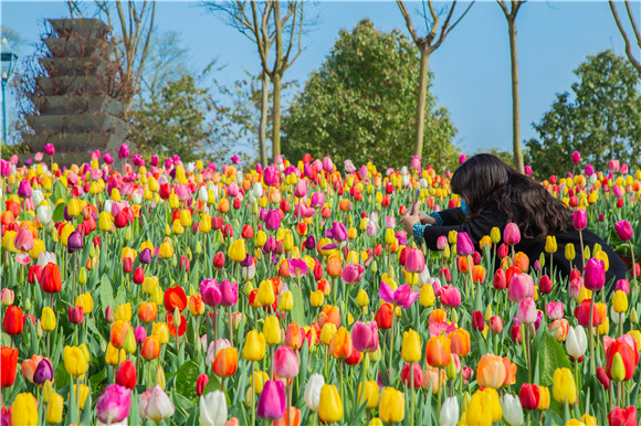 五顏六色郁金香花海。羅云希 攝