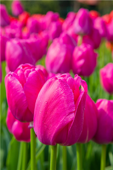 郁金香嬌艷欲滴。羅云希 攝