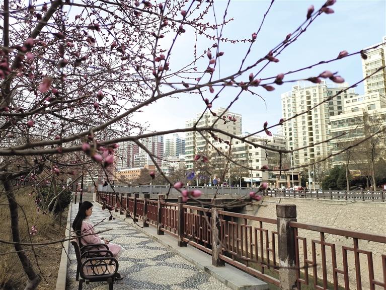 蘭州“第一朵花”開了！