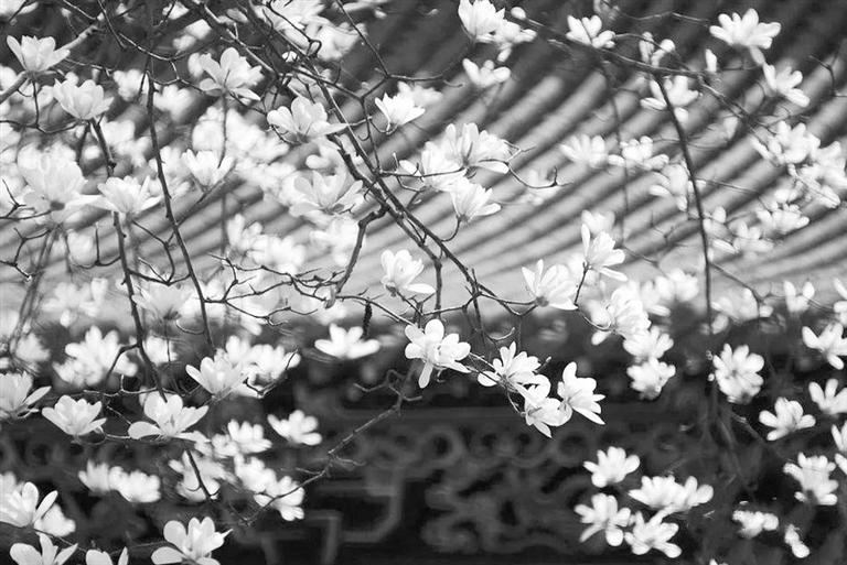 天水雙玉蘭堂，吟杜甫詩(shī) 煎泉水茶 賞白石書(shū)法