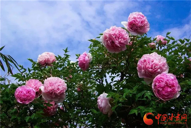 【五一游甘肅】暢游“臨洮縣紫斑牡丹文化旅游節(jié)”，這份攻略請(qǐng)收下！