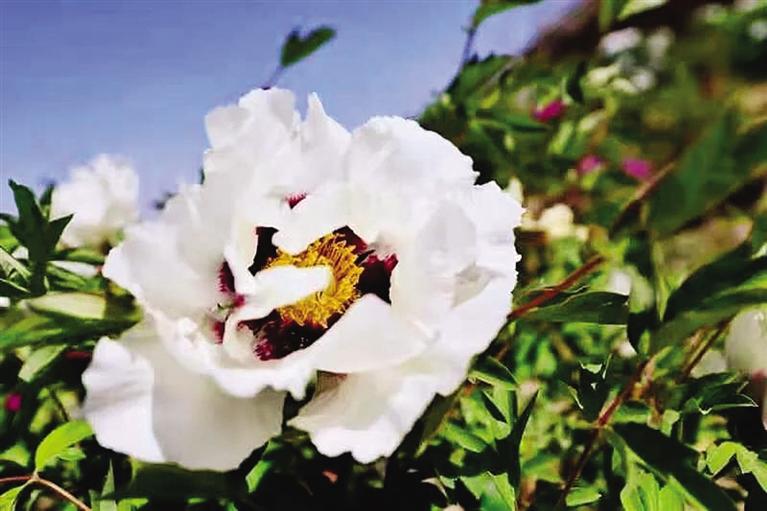 蘭州榆中縣和平鎮(zhèn)牡丹花開迎客來(lái)