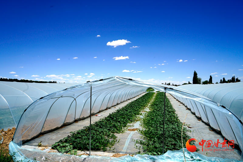 【小康圓夢(mèng)·看甘肅】臨澤平川鎮(zhèn)：又到糧豐果香時(shí) 