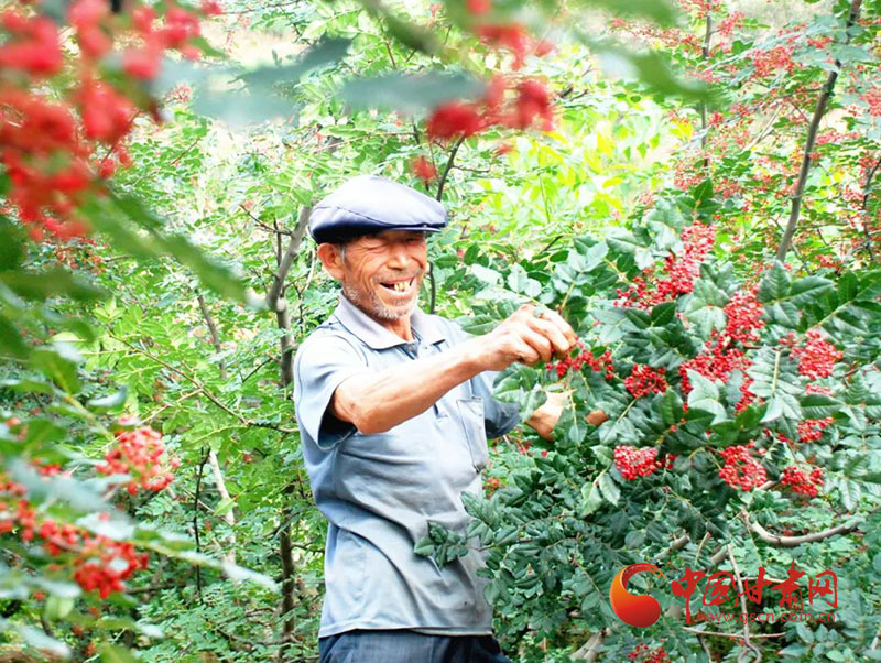 【小康圓夢(mèng)·看甘肅】武都：花椒飄香振興路