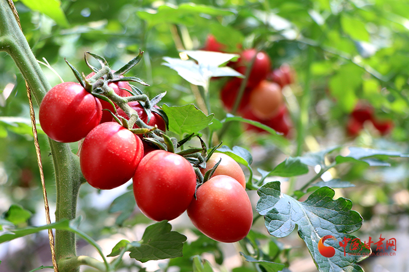 民勤：“水果西紅柿”長勢(shì)喜人 銷售走俏