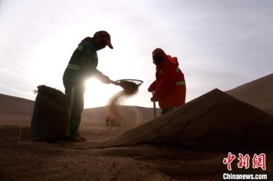 圖為“駱駝保姆”用土方法清理駝糞?！垥粤?攝