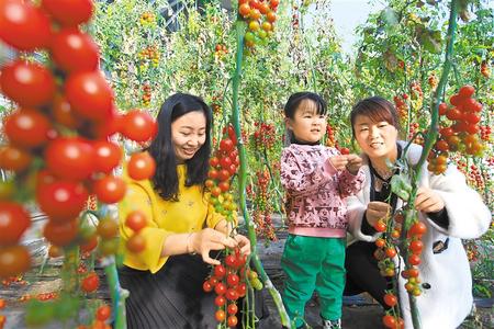 酒泉市肅州區(qū)東洞戈壁產(chǎn)業(yè)園里的圣女果、人參果陸續(xù)成熟上市