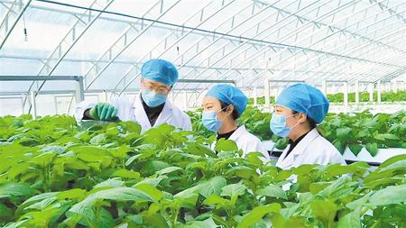 【鄉(xiāng)村·新關(guān)注】惠風(fēng)和暢正當(dāng)時 梯田沃野春耕忙