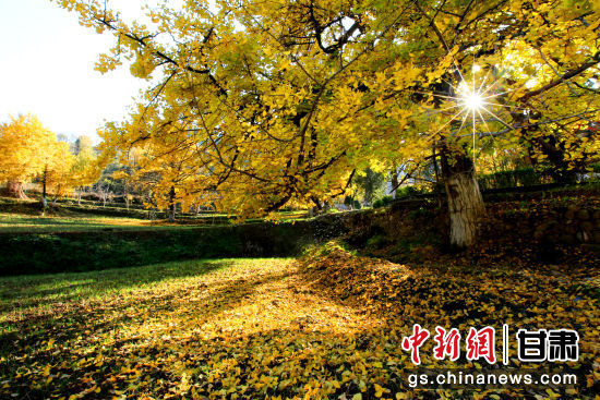 隴南徽縣銀杏樹最美的時候，當(dāng)屬每年的10月至11月。圖為樹葉已染黃的銀杏樹。張承榮 攝