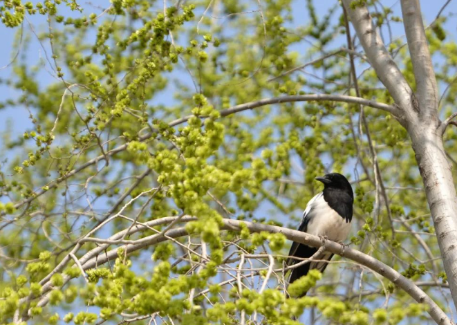 詩(shī)畫(huà)臨夏 春暖花開(kāi)