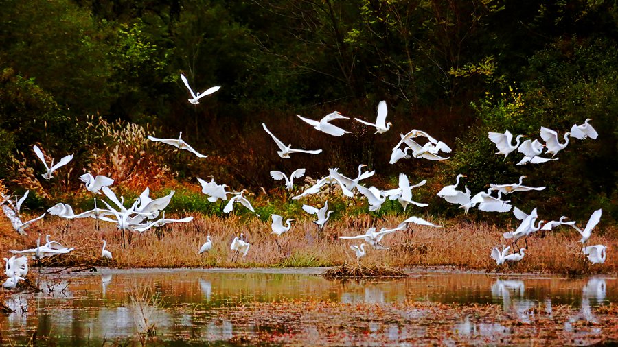白鷺翩躚舞初冬。吳康軍攝