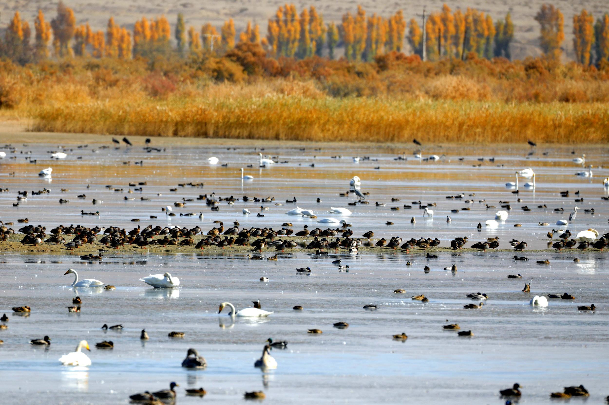 天鵝飛抵高臺縣黑河濕地嬉戲覓食、棲息越冬。尹昭霞攝