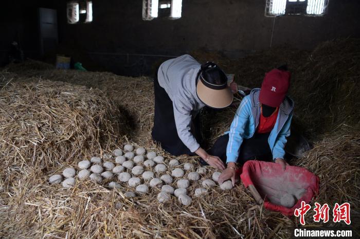 酒曲成型之后入曲房，入室之前要灑水，再鋪青稞草，防止曲塊的水分被吸走，曲房?jī)?nèi)有通風(fēng)道、窗戶、暖氣、電熱爐等各種控制曲房溫度的設(shè)備。圖為5月10日，工作人員將成型的曲塊搬運(yùn)到曲房。九美旦增　攝