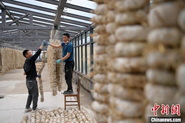 圖為5月10日，工作人員將用青稞面和青稞草等制成的曲坯用繩子串起來(lái)晾曬。九美旦增　攝