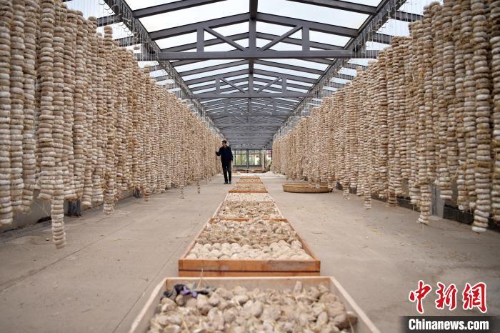 圖為5月10日，工作人員檢查晾曬的曲胚。九美旦增　攝