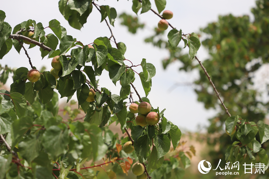 蘭溝村百畝杏林的杏子即將成熟。人民網(wǎng)記者 焦隆攝