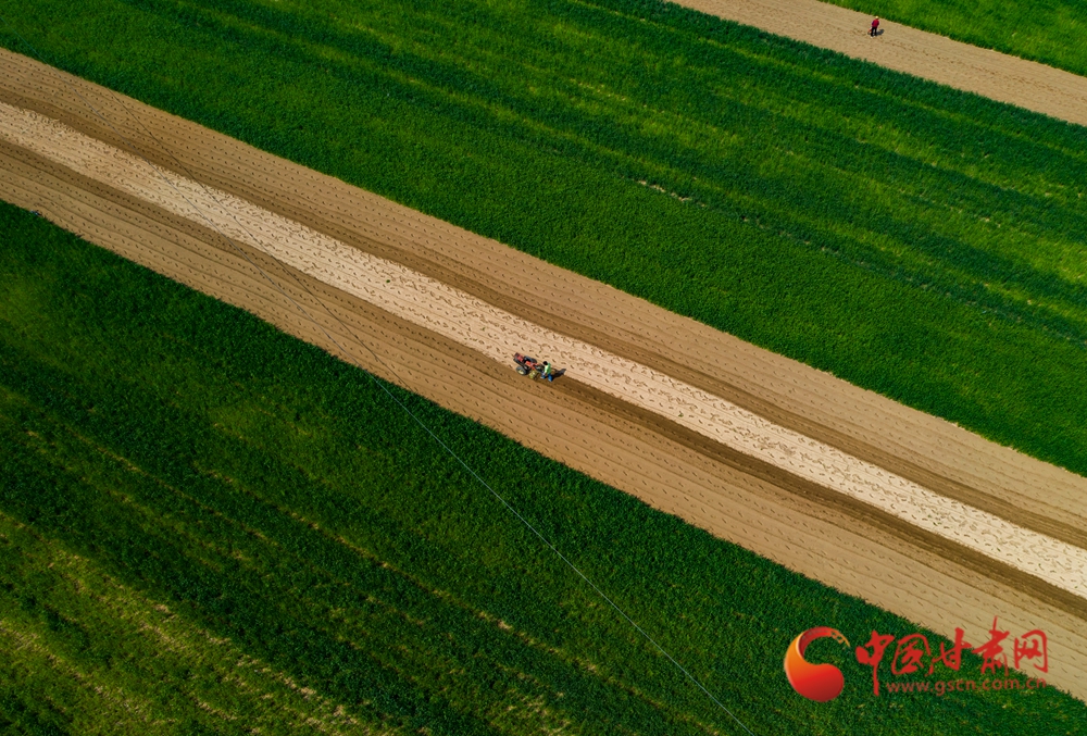 春動隴原丨臨洮：洮水漾春 犁鏵翻開豐收年