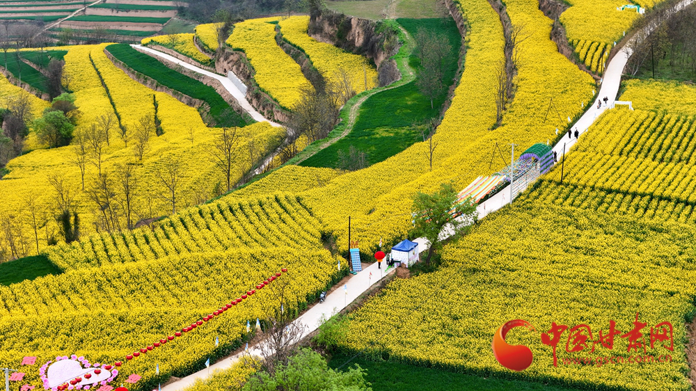 春動隴原丨成縣：花染成州 春盈隴上