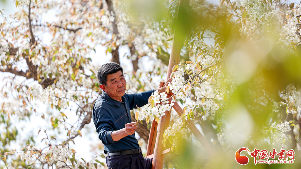 春動隴原丨蘭州什川：梨花盛 授粉忙